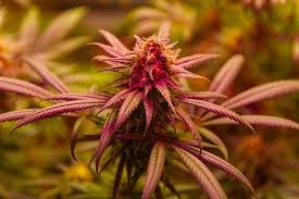 Ultimate Guide to Cannabis Seeds Utah Grow Your Own Greenery Ultimate Guide to Cannabis Seeds Utah Grow Your Own Greenery